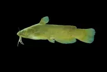Image of yellow bullhead
